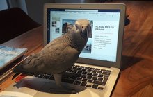 Samice papouška žako absolvuje online výuku