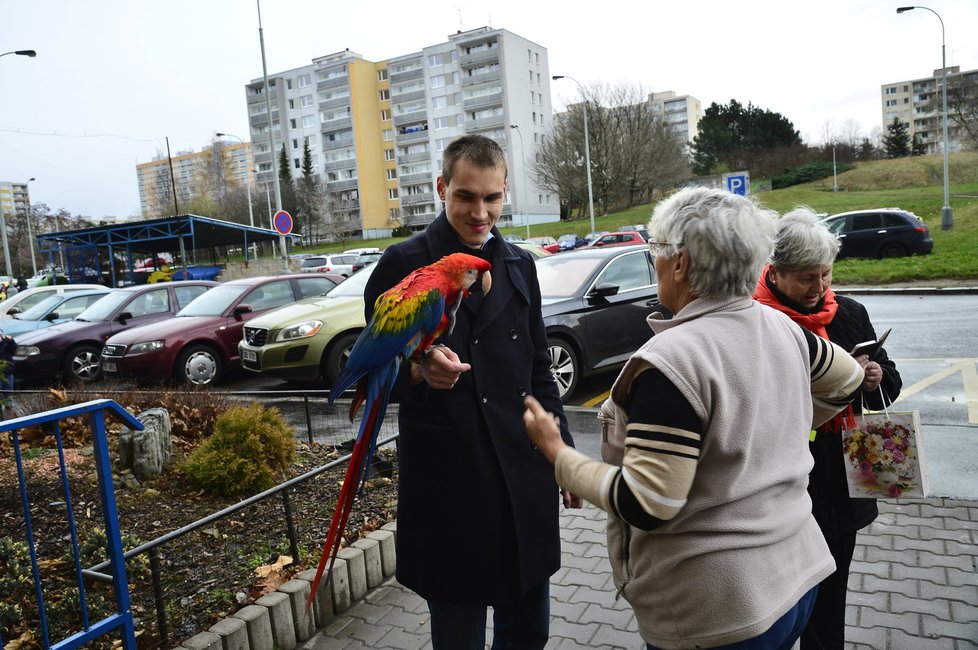 Eliška je místní celebrita. Její majitel Jiří ji bez obav venčí na bohnickém sídlišti, nebojí se, že uletí.