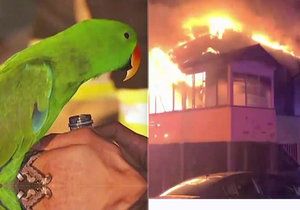 Hrdinný papoušek zachránil život svému páníčkovi.