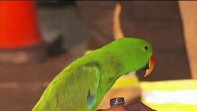 Papoušek Eric zachránil život svému majiteli.