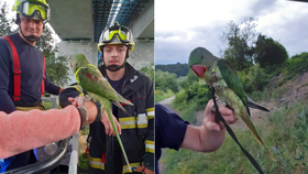 Hasiči ze stanice Děčín vyprostili vzácného papouška zaseklého v koruně stromu.
