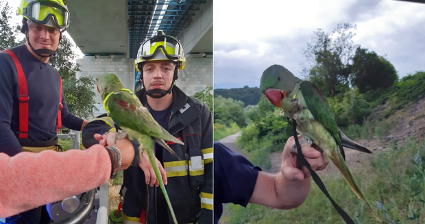 Papoušek se zasekl v koruně stromů: Snést jej museli hasiči