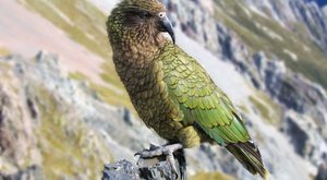 Papoušek nestor kea: Opeřený klaun je mistrem kanadských žertíků