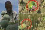Gangy závislých papoušků ničí indickým farmářům úrody makovic, kradou z nich šťávu opia