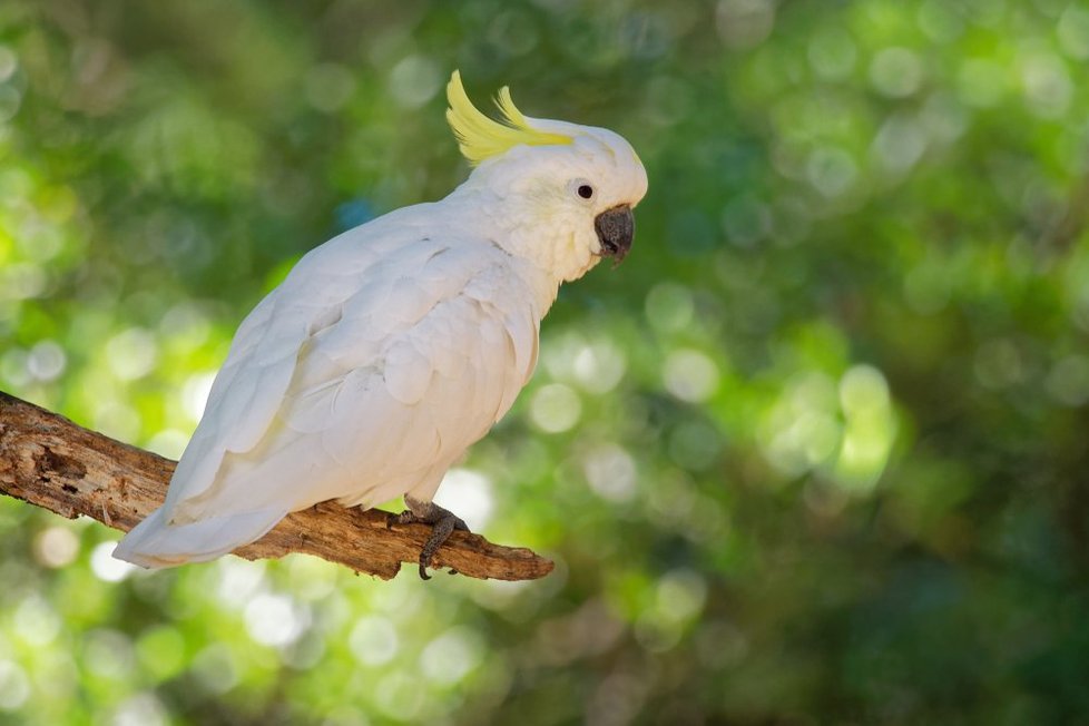 Papoušek Snowball