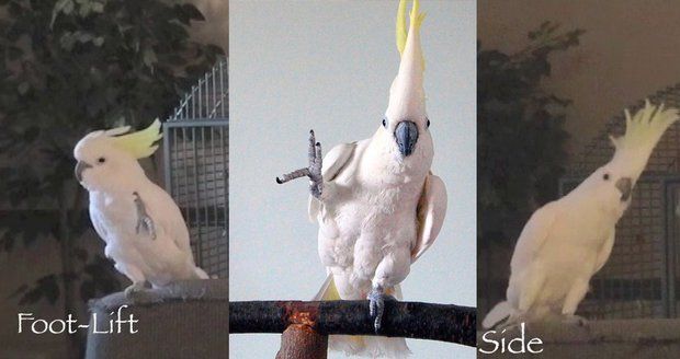 Papoušek Sněhulka miluje tanec. Kakadu umí 14 tanečních variací a přidává další