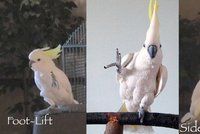 Papoušek Sněhulka miluje tanec. Kakadu umí 14 tanečních variací a přidává další
