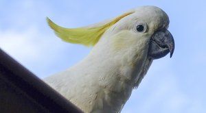 Tančící papoušek z internetu: Vědecká senzace