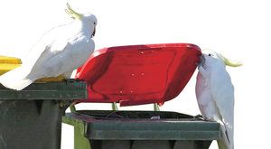 Lovci v popelnicích: Papoušci se učí jeden od druhého