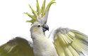 Papoušek kakadu žlutočečelatý je dlouhověký, rekord drží jedinec, který se v zajetí dožil 100 let
