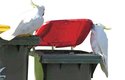 Učitel a žák – jeden papoušek kakadu zvedá víko popelnice, druhý ho zblízka sleduje