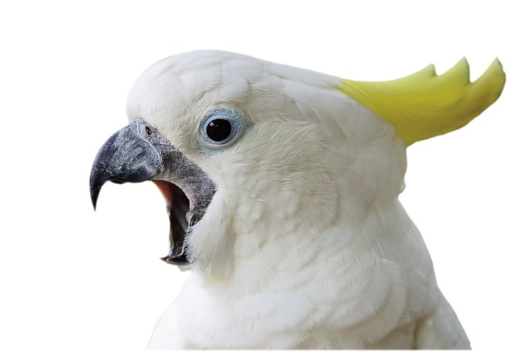Na obrovském území, kde žije, vytváří papoušek kakadu žlutočečelatý čtyři samostatné poddruhy