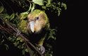 Velcí a těžcí kakapové za sebou v terénu nechávají vyšlapané cestičky podobně jako vysoká zvěř