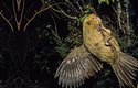Svá krátká křídla využívají kakapové jako padákovou brzdu při skocích ze stromů