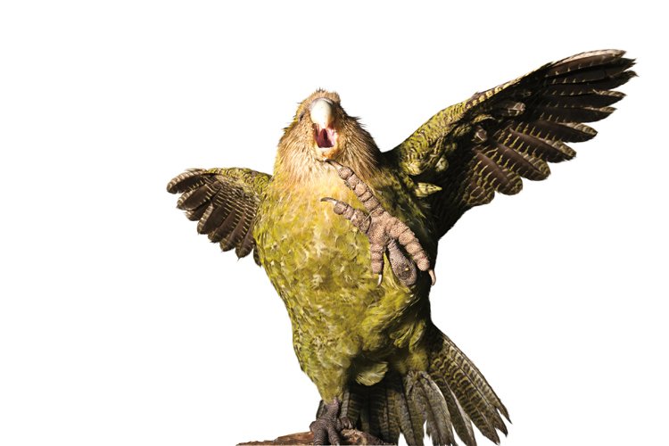 Kakapo v obranném postoji