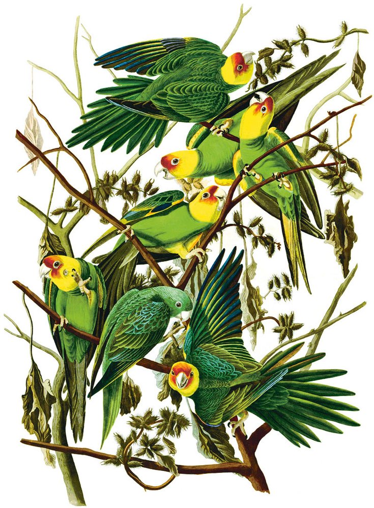 Papoušek karolínský (Conuropsis carolinensis) byl hromadně loven a vybíjen farmáři, nedařil se ani jeho chov v zajetí, začátkem 20. století vyhynul
