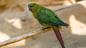 Nový přírůstek v pražské zoo: Páreček smaragdových papoušků poletuje v Rákosově pavilonu