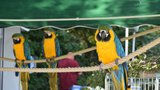 Papoušky v zoo museli schovat před návštěvníky: Nadávali jako špačci
