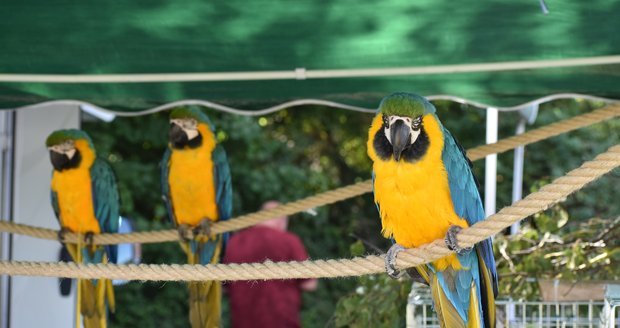 Papoušky v zoo museli schovat před návštěvníky: Nadávali jako špačci