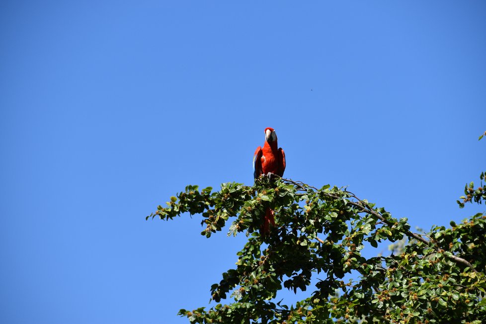 Papoušci obsadili přehradu Krásné. Ti, co byli zrovna na volno, si užívali letecké akrobacie nad přehradou a posedávali na stromech v okolí.