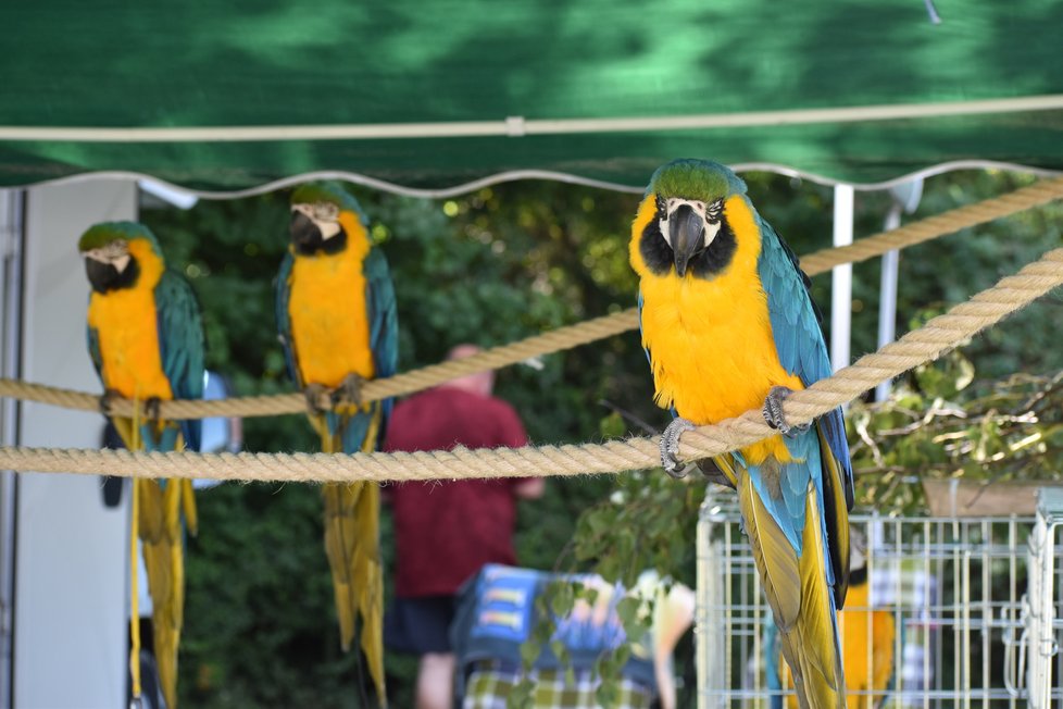 Papoušci obsadili přehradu Krásné. Ti, co byli zrovna na volno, si užívali letecké akrobacie nad přehradou a posedávali na stromech v okolí.