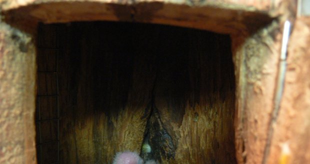 V papouščí zoo v Bošovicích na Vyškovsku se letos narodila už desítka mláďat, další přírůstky chovatelé čekají. Z těchto čtyř holátek vyrostou amazónci bělobřiší.