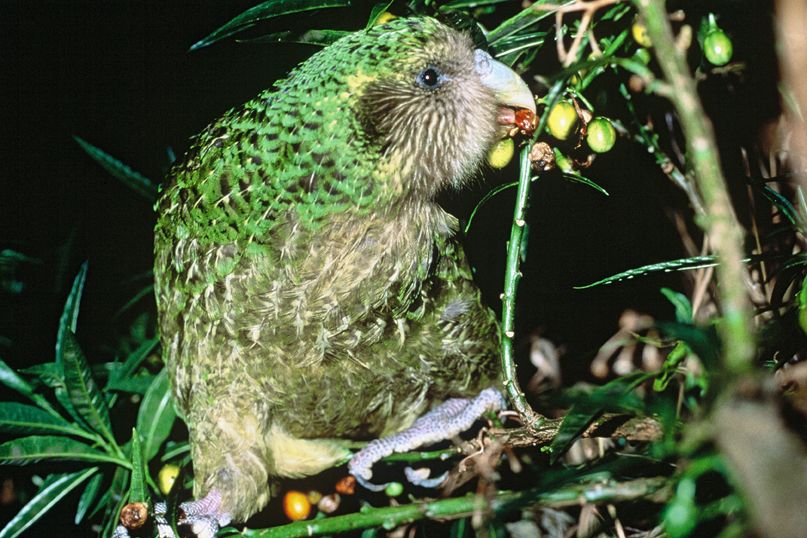 Kakapo je jediný papoušek, který vůbec neumí létat