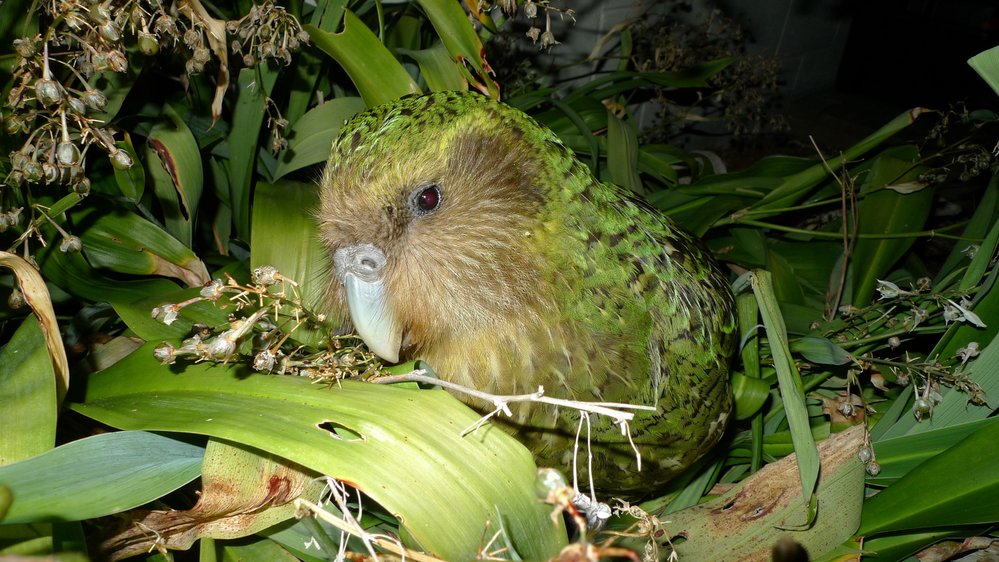 Kakapo váží až 4 kg 