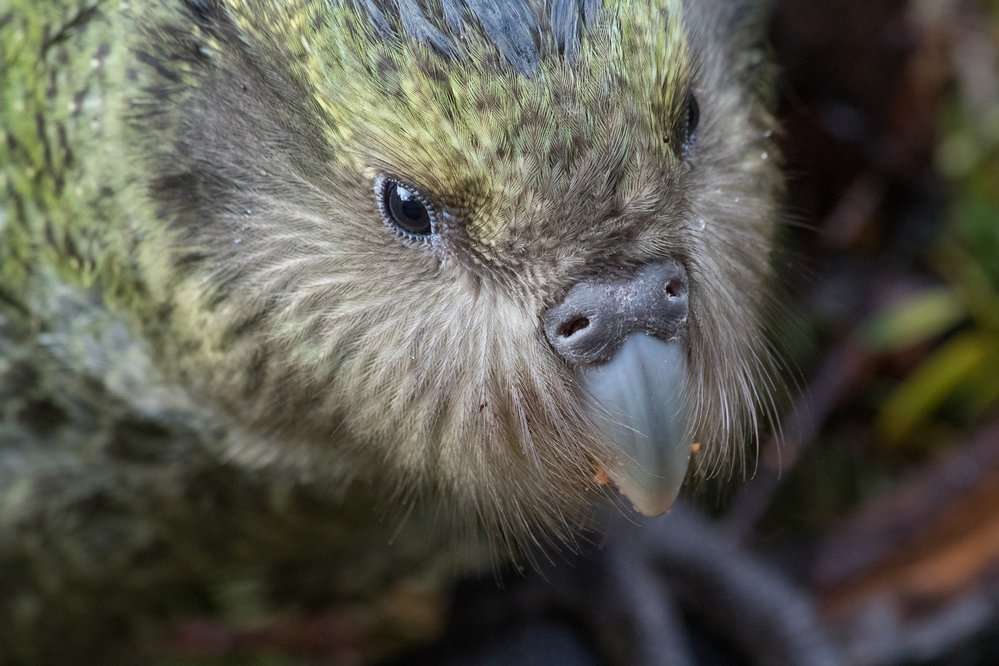 Noční a nelétavý kakapo ani moc nevypadá jako papoušek