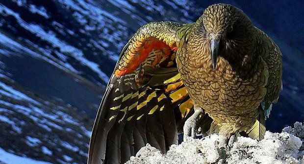 Papoušci Kea: Nakažlivá hra