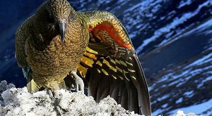 Papoušek nestor kea před vyhynutím