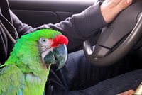 Opeřený práskač: Řidiče pod vlivem naprášil vlastní papoušek!