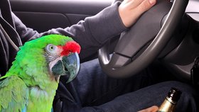 Papoušek napráskal policistům svého opilého majitele, který usedl za volant.