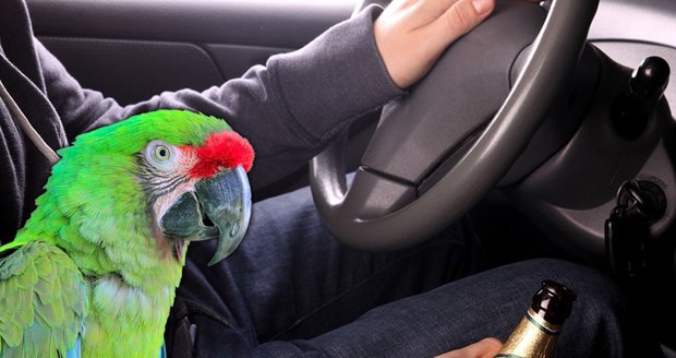 Papoušek napráskal policistům svého opilého majitele, který usedl za volant.
