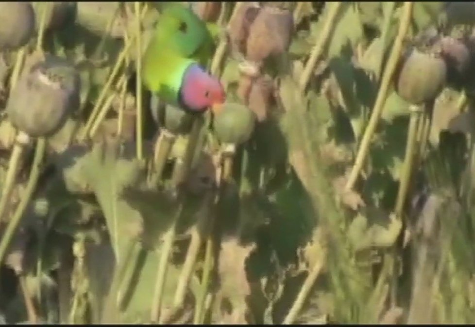 Papoušci závislí na opiu ničí velké množství úrody indických farmářů, kteří mají licenci na pěstování makovic