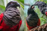 Jako jediná v Evropě odchovala pražská zoo vzácného papouška orlího. Pohlaví je zatím neznámé
