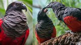 Velká vzácnost v pražské zoo: Odchovala papouška trichu orlího. Jako první v Evropě