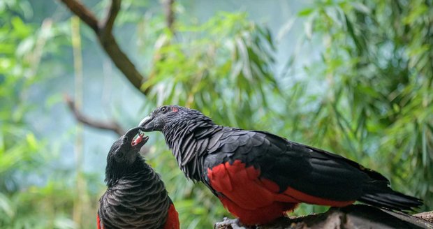 Zoo Praha odchovala vzácného papouška orlího. Jí převážně ovoce