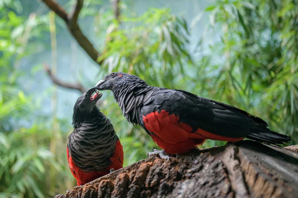 Zoo Praha odchovala vzácného papouška orlího. Jí převážně ovoce