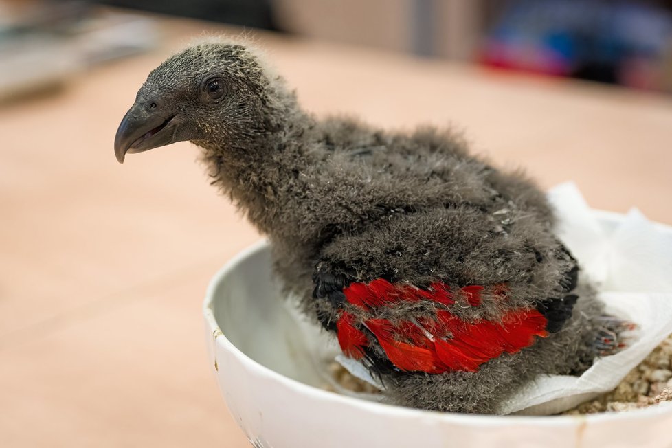 Zoo Praha odchovala vzácného papouška orlího. Jí převážně ovoce