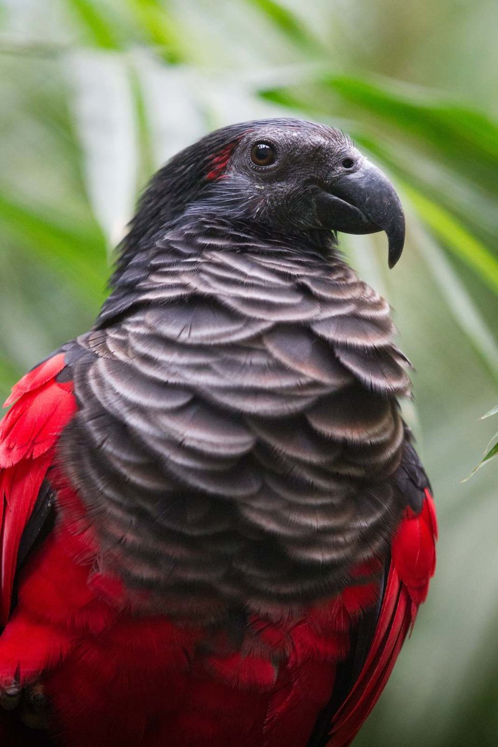 Zoo Praha odchovala vzácného papouška orlího. Jí převážně ovoce