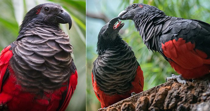 Jako jediná v Evropě odchovala pražská zoo vzácného papouška orlího. Pohlaví je zatím neznámé