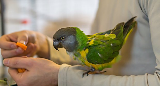 Chováme zvířata: Papoušek senegalský
