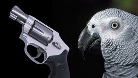 Papoušek svědčí u soudu. Přihlížel vraždě svého majitele