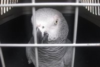 Papoušek ničil hroby, chytla ho policie: Neuvěříte, co jim řekl