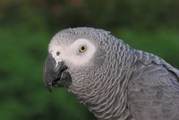 Papoušek nadává návštěvníkům zoo