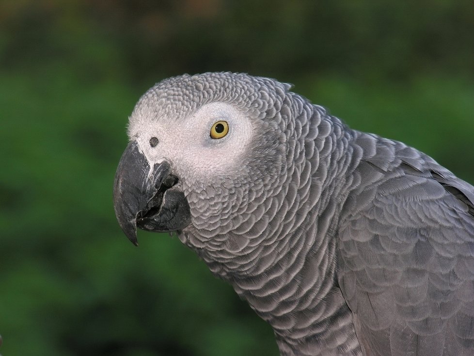 Papoušci šedí jsou známí pro svou vysokou inteligenci