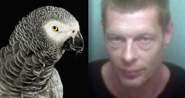 Vitalij Kiseliov byl usvědčen díky papouškovi Rockymu, který ho napadl.