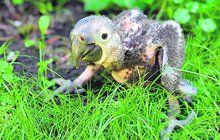 Vylíhlo se »ošklivé káčátko«: Vyroste z něj největší papoušek světa!