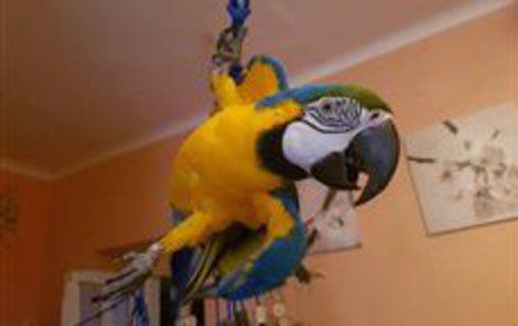 Zoufalý majitel hledá svoji cvičenou samici papouška Lauru. 
